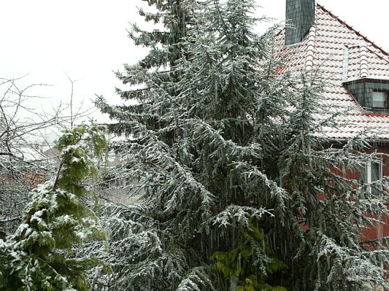 Der erste Schnee (Foto: nnz)