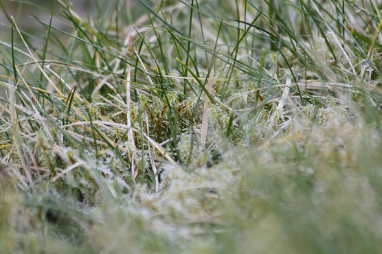 Frost im Gras... (Foto: M. Garke)