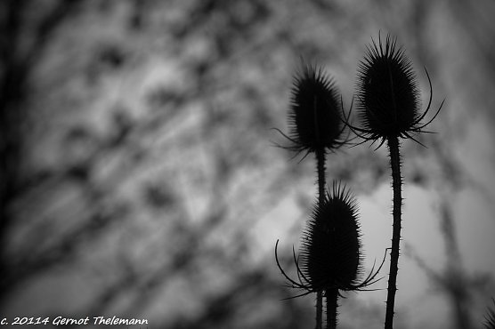 Wetter-Bild (Foto: Gernot Thelemann) Wetter-Bild (Foto: Gernot Thelemann)