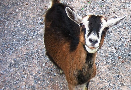 Ziege (Foto: privat) Ziege (Foto: privat)