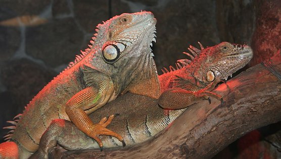 Nachts im Zoo (Foto: privat)