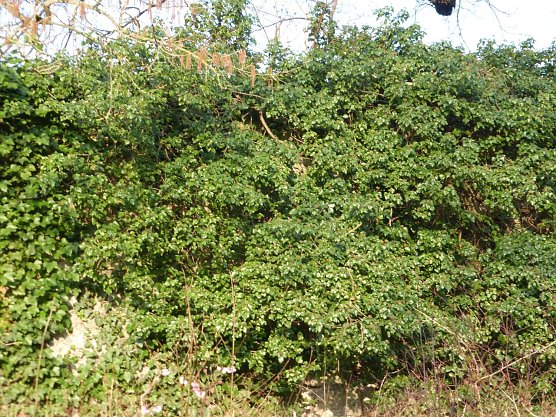 Wildwuchs zerstört Stadtmauerreste (Foto: W. Kaiser) Wildwuchs zerstört Stadtmauerreste (Foto: W. Kaiser)