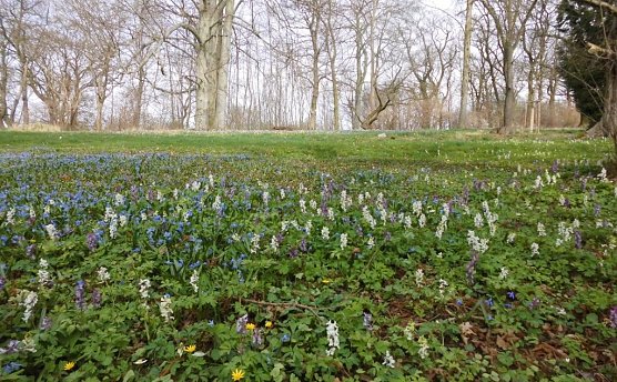 Nahrung f&uuml;r die Bienen (Foto: privat)