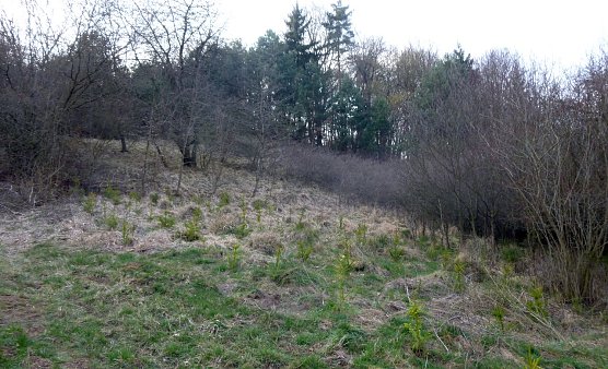 Fragwürdige Aufforstung (Foto: Bodo Schwarzberg) Fragwürdige Aufforstung (Foto: Bodo Schwarzberg)