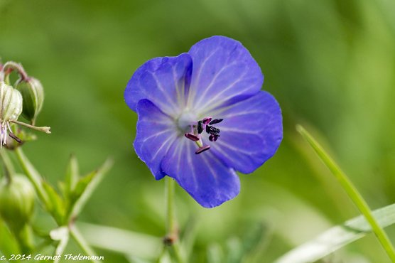 Wetter-Bild (Foto: Gernot Thelemann) Wetter-Bild (Foto: Gernot Thelemann)