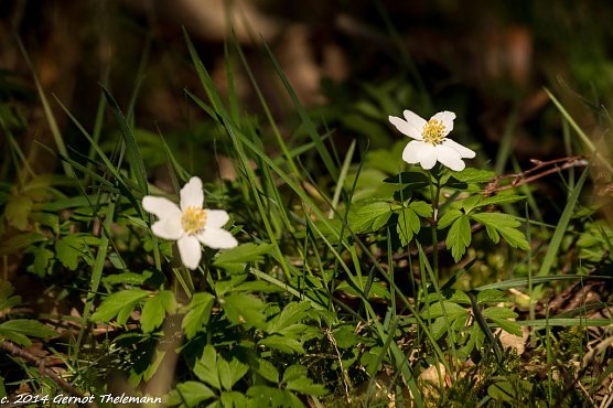 Wetter-Bild (Foto: Gernot Thelemann) Wetter-Bild (Foto: Gernot Thelemann)