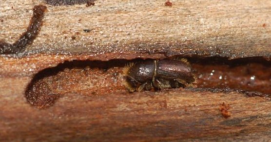 Buchdrucker (Foto: A. Knoll)