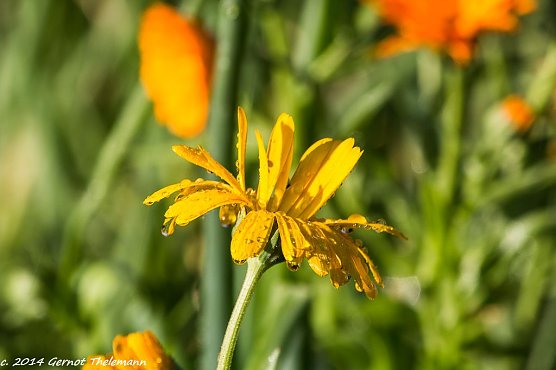 Wetter Bild  (Foto: Gernot Thelemann)
