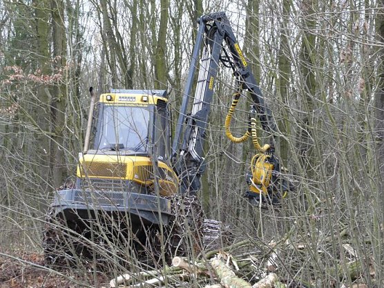 B&auml;ume m&uuml;ssen weg (Foto: nnz)