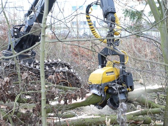 B&auml;ume m&uuml;ssen weg (Foto: nnz)
