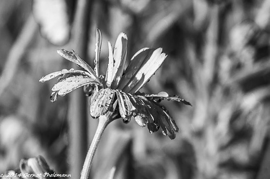 Wetter-Bild (Foto: Gernot Thelemann)