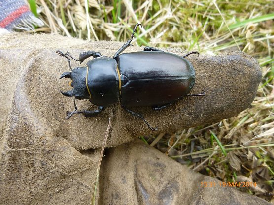 Hirschkäferweibchen im Landkreis Nordhausen (Foto: Bodo Schwarzberg) Hirschkäferweibchen im Landkreis Nordhausen (Foto: Bodo Schwarzberg)