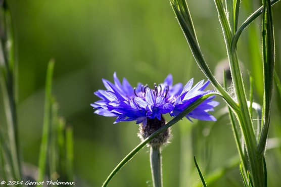 Wetter-Bild (Foto: Gernot Thelemann)