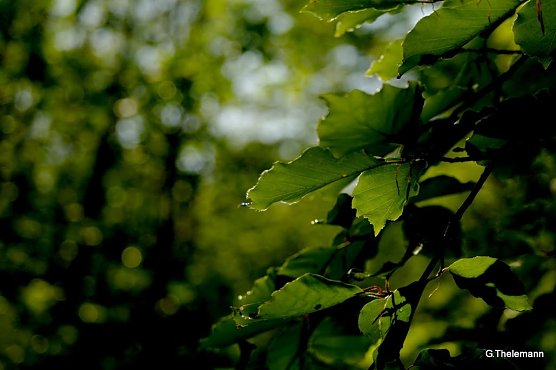 Wetter-Bild (Foto: Gernot Thelemann)