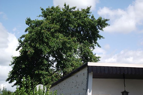 Streitfall Baum (Foto: Kurt Frank)
