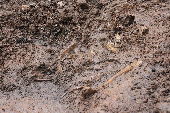 Menschliche Überreste an Blasii-Kirche entdeckt (Foto: Angelo Glashagel) Menschliche Überreste an Blasii-Kirche entdeckt (Foto: Angelo Glashagel)