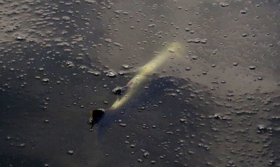Erste tote Fische gesichtet (Foto: nnz)