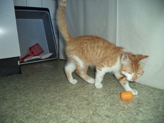 Entlaufener Kater? (Foto: Cornelia Knust) Entlaufener Kater? (Foto: Cornelia Knust)