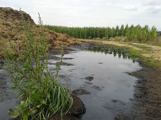 Reinholz: "Unser Ziel sind intakte &Ouml;kosysteme". Energiepflanze Mais mit vorgelagertem G&uuml;llesee bei Obersachswerfen.   (Foto: Bodo Schwarzberg)