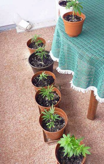 Cannabisanbau im Kleingarten (Foto: Polizeiinspektion Kyffh&auml;user)