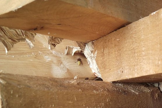 Verstecktes Nest (Foto: Kurt Frank)