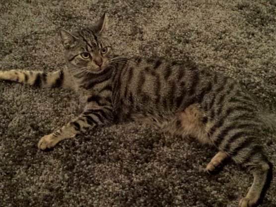 Katze gesucht (Foto: privat)