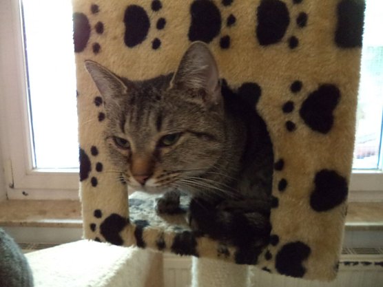 Tier der Woche Clara (Foto: Tierheim ndh)