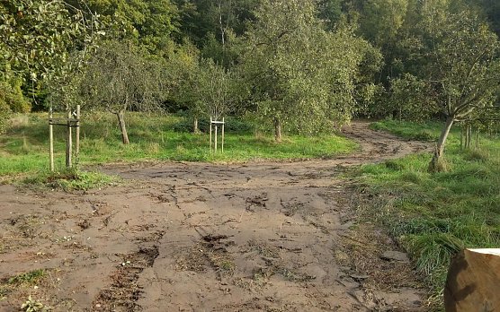 Spuren im Wald (Foto: Peter Blei)