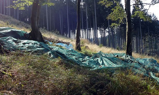 Bucheckernernte (Foto: Nationalpark Harz)