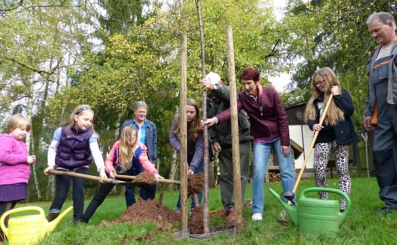Knorpelkirsche gepflanzt (Foto: nnz) Knorpelkirsche gepflanzt (Foto: nnz)