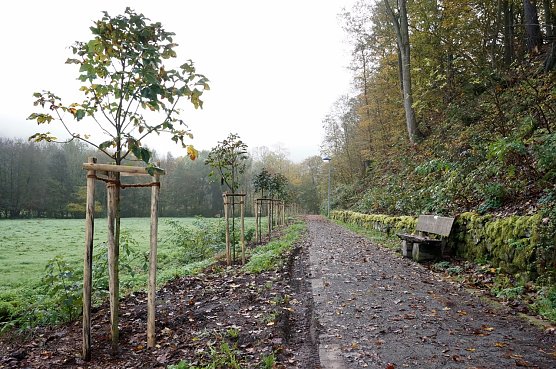 Kastanien in Neustadt (Foto: Sandra Witzel) Kastanien in Neustadt (Foto: Sandra Witzel)