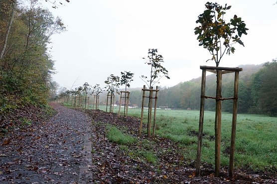 Kastanien in Neustadt (Foto: Sandra Witzel) Kastanien in Neustadt (Foto: Sandra Witzel)