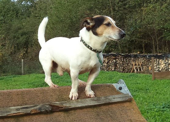 Rolfi (Foto: B. Hellrung) Rolfi (Foto: B. Hellrung)