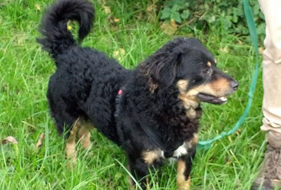 Benny (Foto: B. Hellrung)