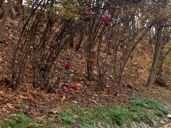 H&auml;ufchenbaum (Foto: Katharina Stutika)