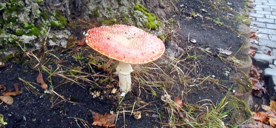 Ein pr&auml;chtiger Fliegenpilz (Foto: privat)