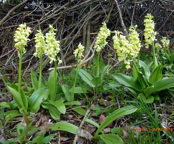 Blasses Knabenkraut (Orchis pallens) (Foto: Bodo Schwarzberg) Blasses Knabenkraut (Orchis pallens) (Foto: Bodo Schwarzberg)