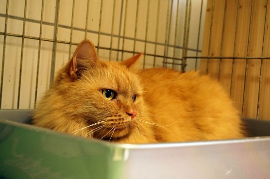 Kater (Foto: Sandra Witzel)