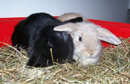 Ausgesetzt (Foto: Knust) Ausgesetzt (Foto: Knust)