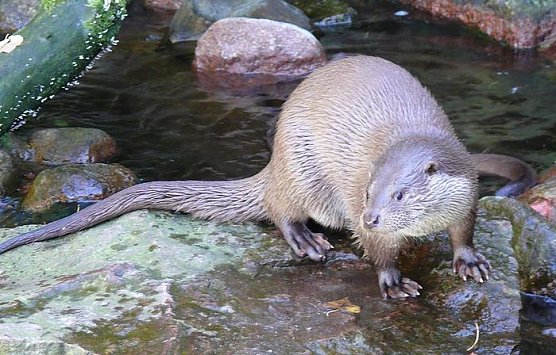 Der Fischotter ist angekommen (Foto: Wiki-Medien)