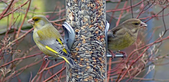 Grünfinken am Futtersilo (Foto: Ingo Ludwichowski) Grünfinken am Futtersilo (Foto: Ingo Ludwichowski)