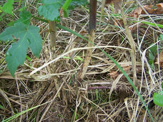 Mäuseschäden (Foto: ThüringenForst) Mäuseschäden (Foto: ThüringenForst)