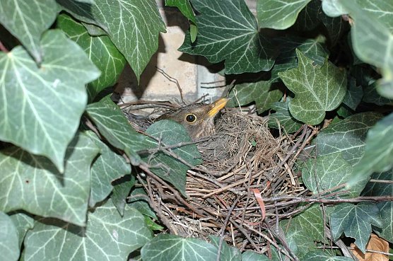 Schon Efeu an der Wand kann ausreichen, um das Nest der Amsel zu verstecken, (Foto: Walter Wimmer)