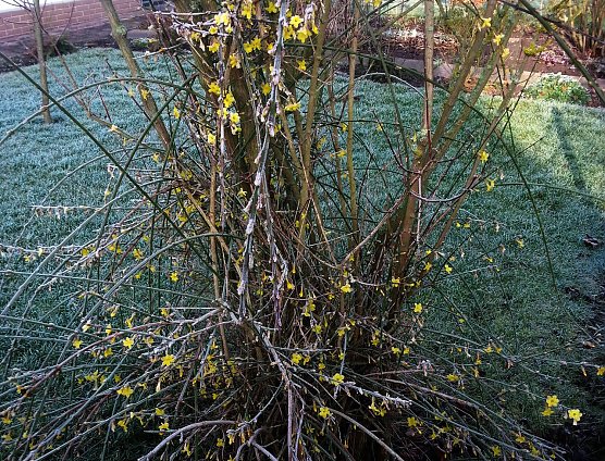 Ist denn schon Frühling? (Foto: privat) Ist denn schon Frühling? (Foto: privat)