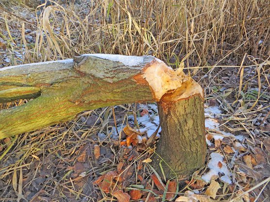Typische Biberspuren - eine "Vernagung" (Foto: NABU Thüringen) Typische Biberspuren - eine "Vernagung" (Foto: NABU Thüringen)