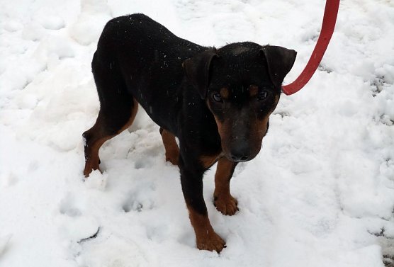 Peppi (Foto: B. Hellrung)