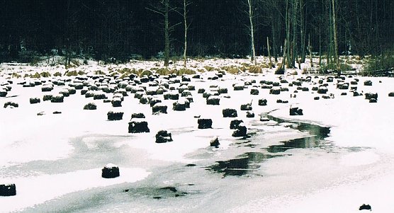 Winterlicher See in Limlingerode (Foto: Archiv Kneffel)
