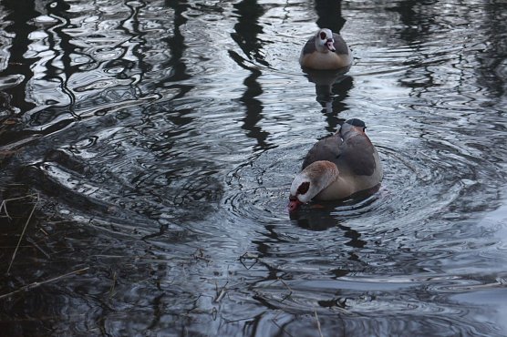 Mitte Januar waren im Landkreis Nordhausen bei einer verendeten Wildente Erreger der Gefl&uuml;gelpest festgestellt worden    (Foto: Angelo Glashagel)