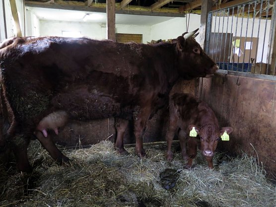 Lotti mit.... Name f&uuml;r K&auml;lbchen wird gesucht. (Foto: Horizont)
