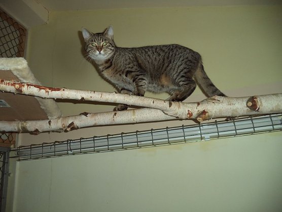 Tier der Woche: Illo (Foto: Tierheim ndh) Tier der Woche: Illo (Foto: Tierheim ndh)